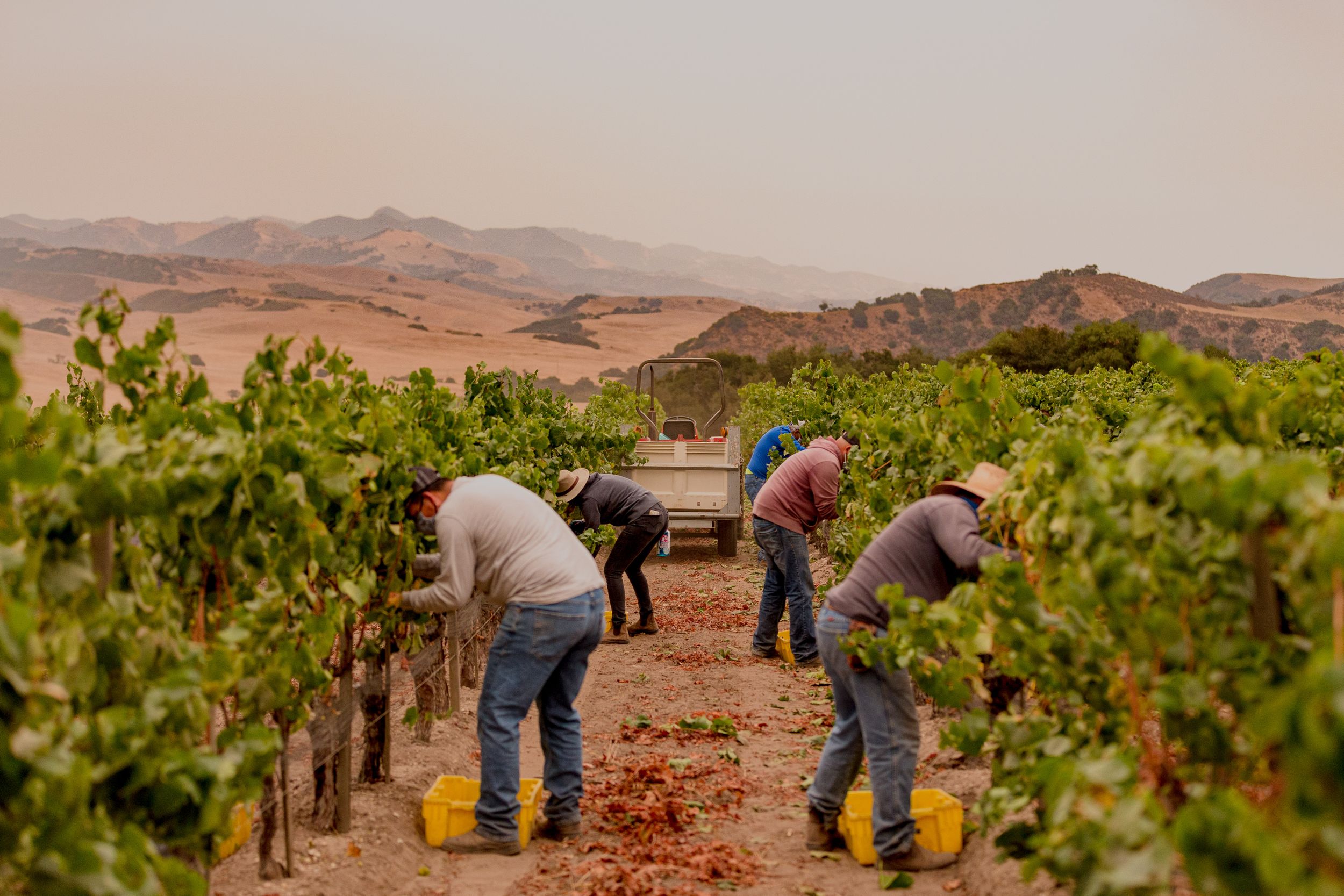 Vineyards & Wine Grapes