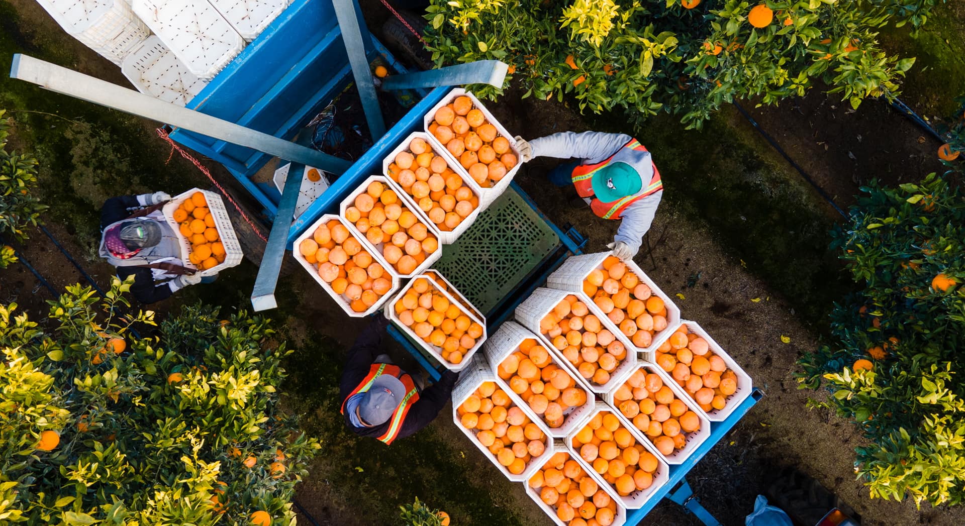Citrus